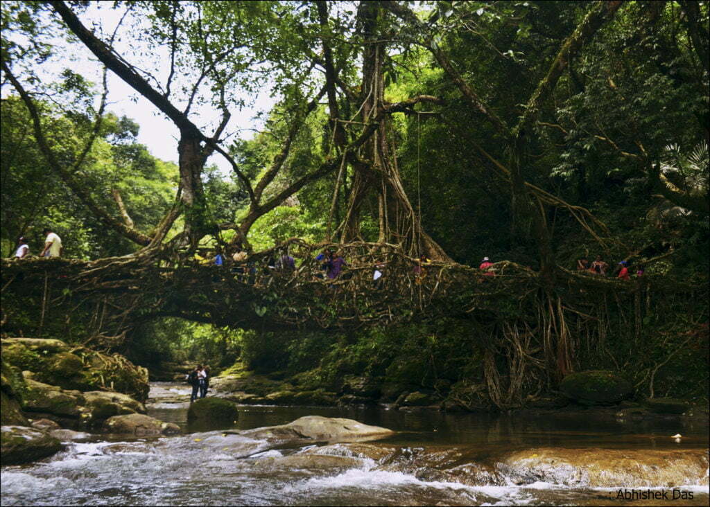 double decker living root bridge