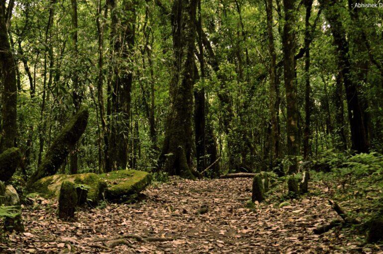 trekking in the sacred forest