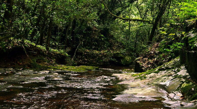 trekking in the sacred forest