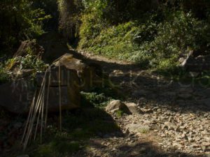 The trekking in Dzukou valley is categorized from easy to moderate.
