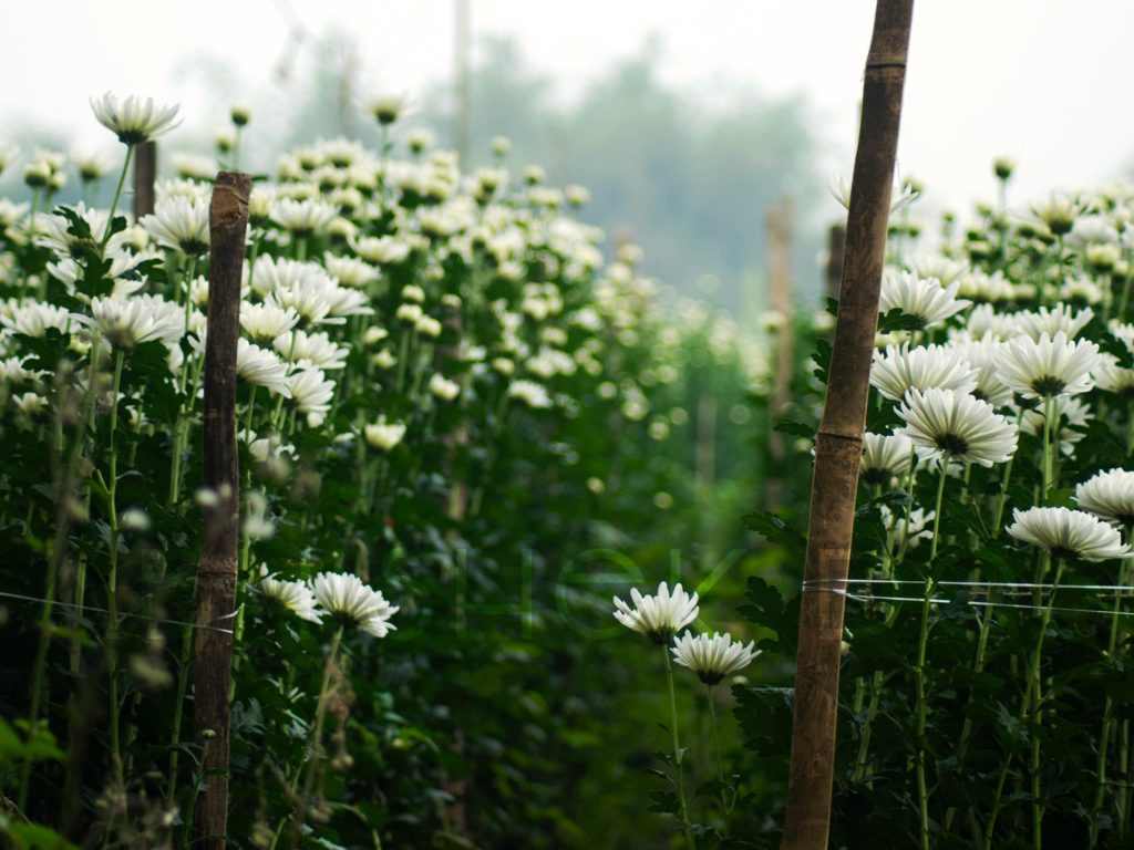 Chrysanthemum Flower Valley of flowers Khirai