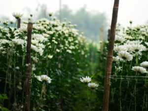 The fragrance of the untouched countryside with warm-hearted people greets you with absolute adoration.