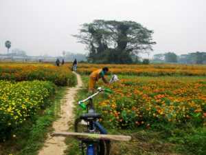 Bengal’s countryside is well portrayed by the poets as a shy bride with a veil covering her beautiful teenage face.