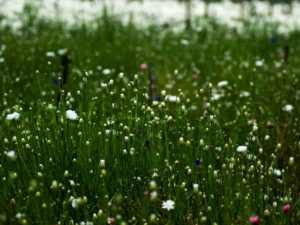 During the winter season, the production of flowers increase and this is the best time to witness blooming flowers.