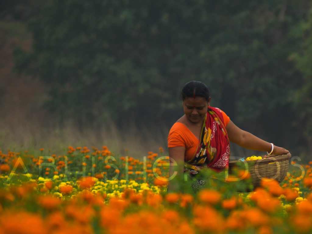 A Day in The Veil of Flowers "Khirai"