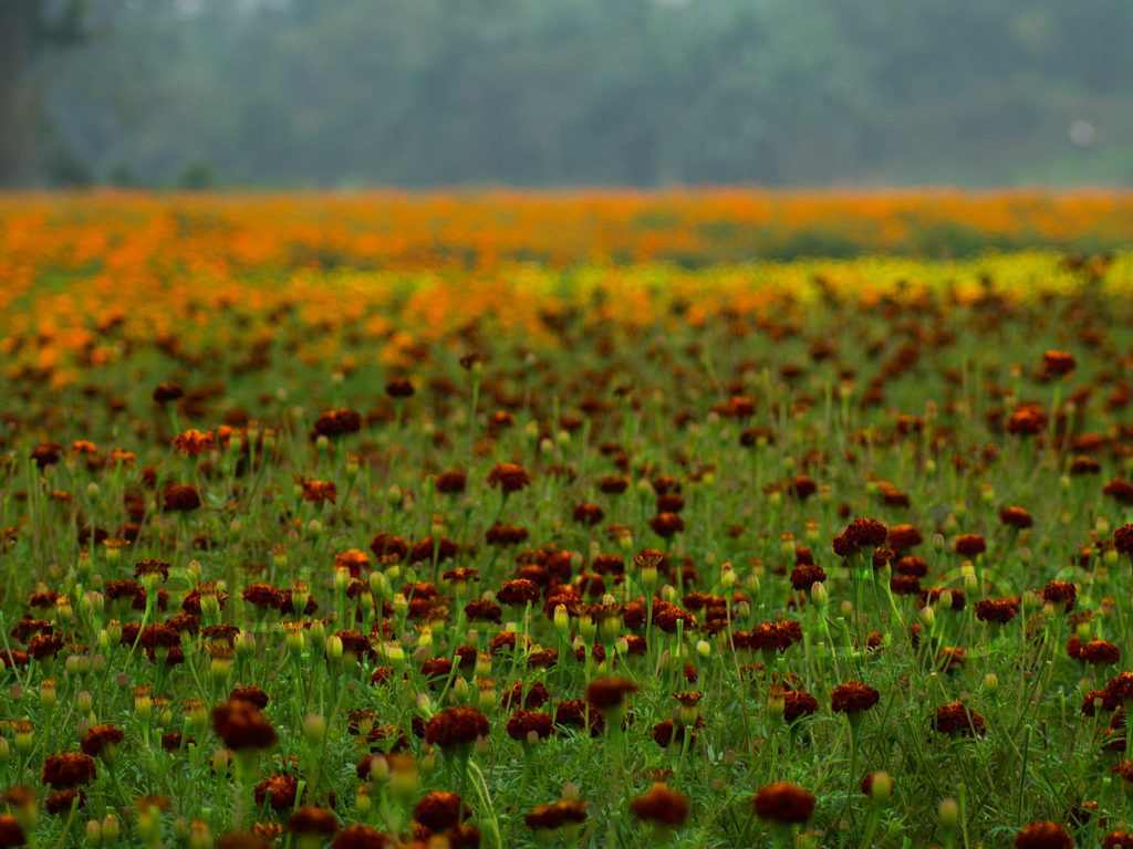 Marigold flowers in Khirai Valley of flowers