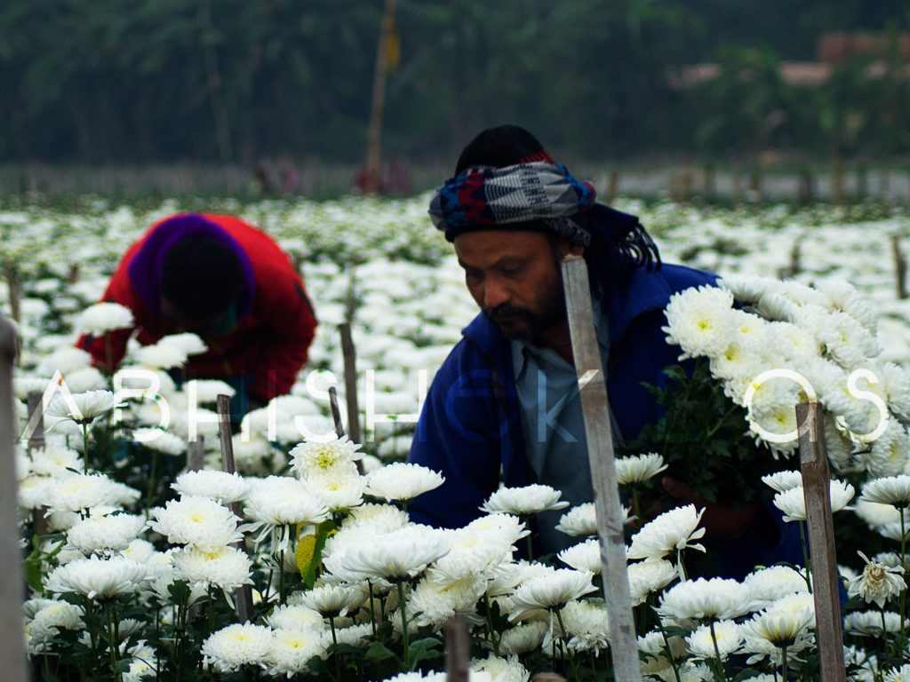 A Day in The Veil of Flowers "Khirai"