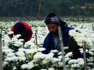 Khirai produces some of the best ornamental flowers like Chrysanthemum