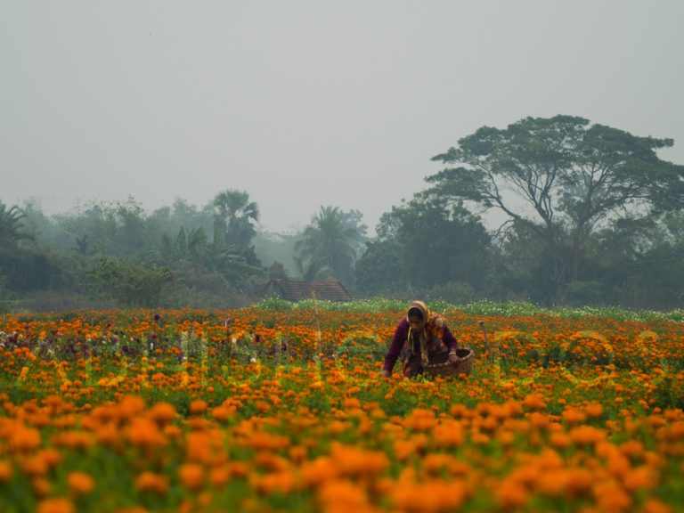 A Day in The Veil of Flowers 