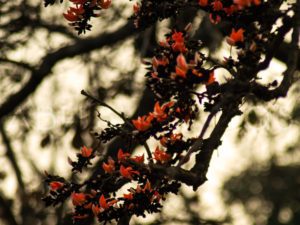 The lush green, dense sal forest with blossoms of Palash flowers in spring gives a rustic ambience to Purulia district