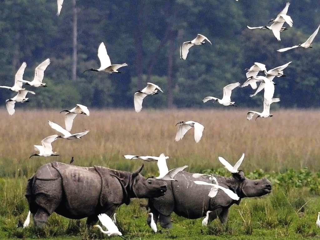 Pobitora wildlife sanctuary, Assam