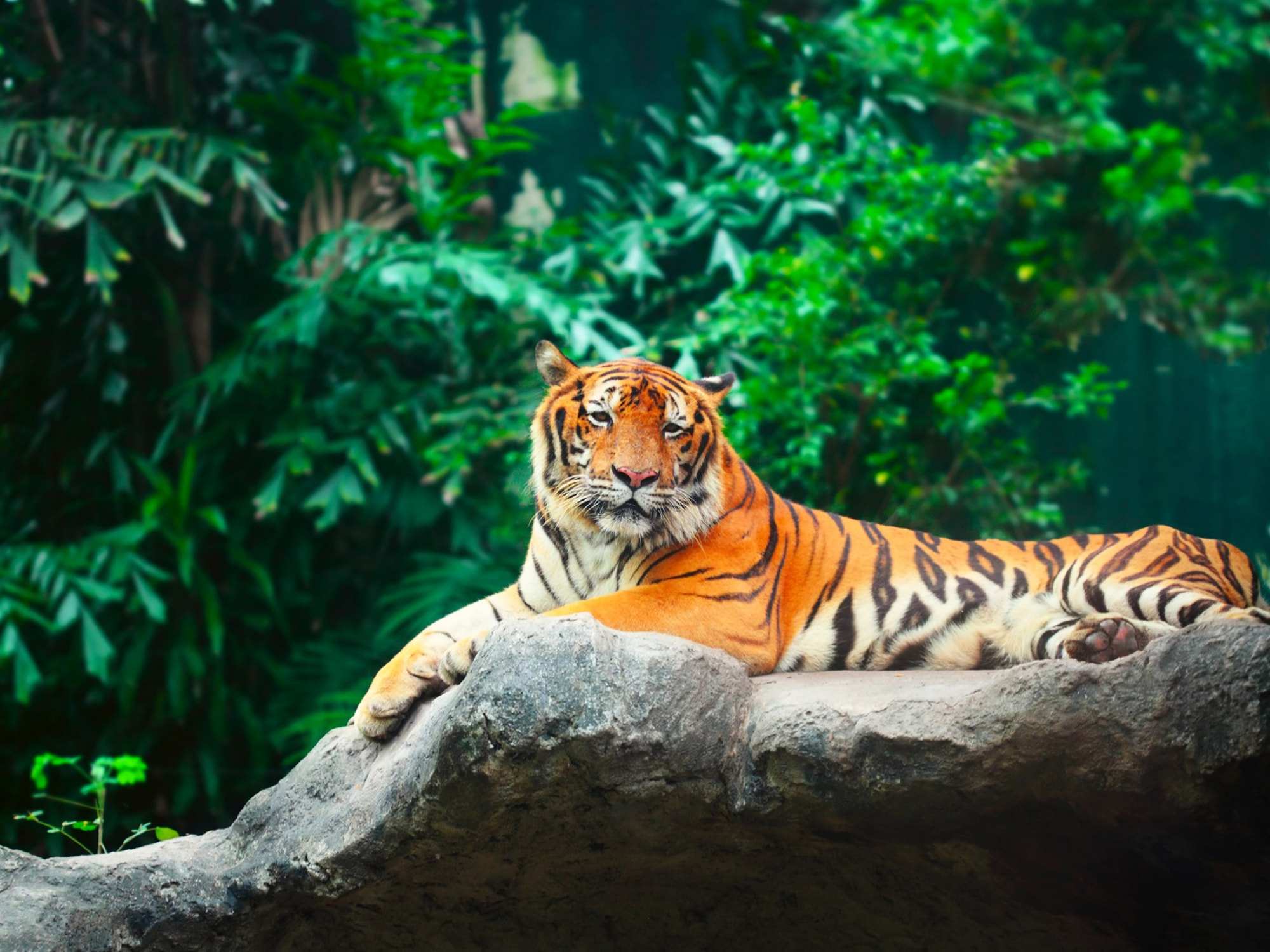 biggest jungle safari in india
