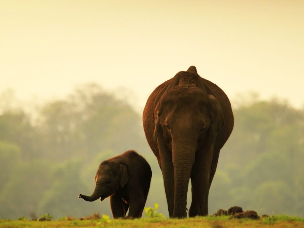 Periyar Wildlife Sanctuary, Kerala