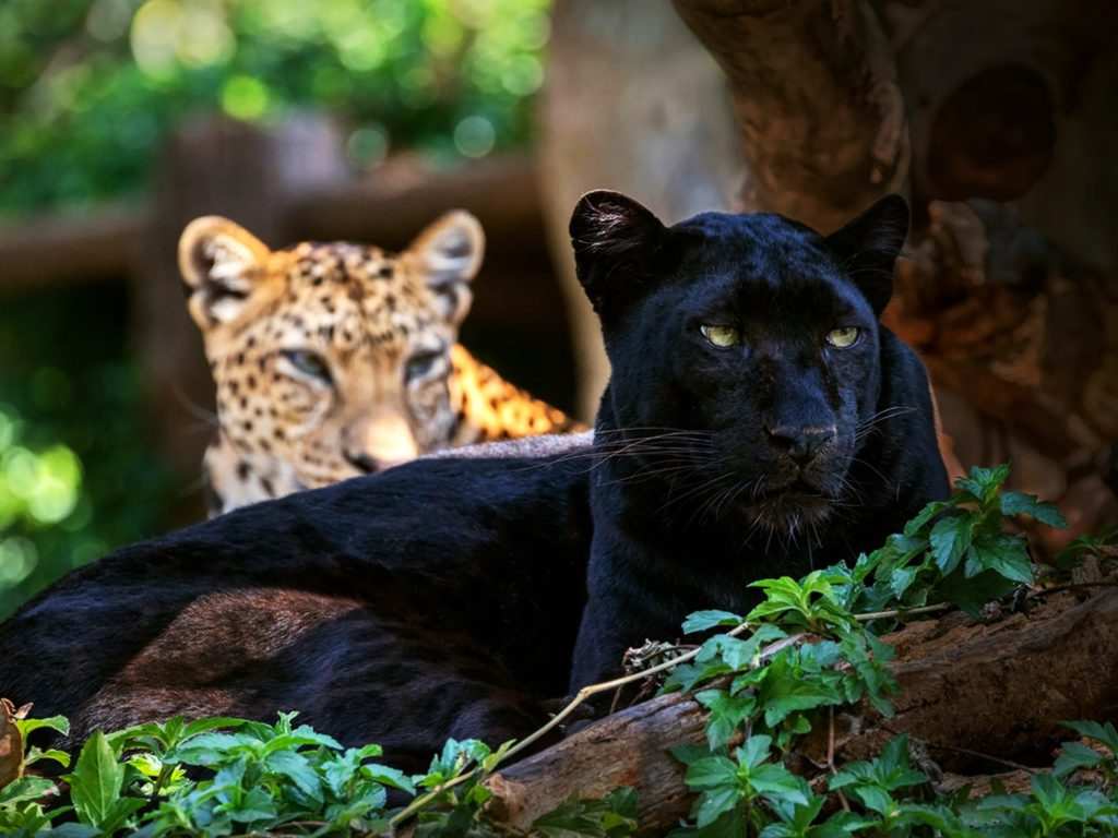 Kabini Wildlife Sanctuary, Karnataka