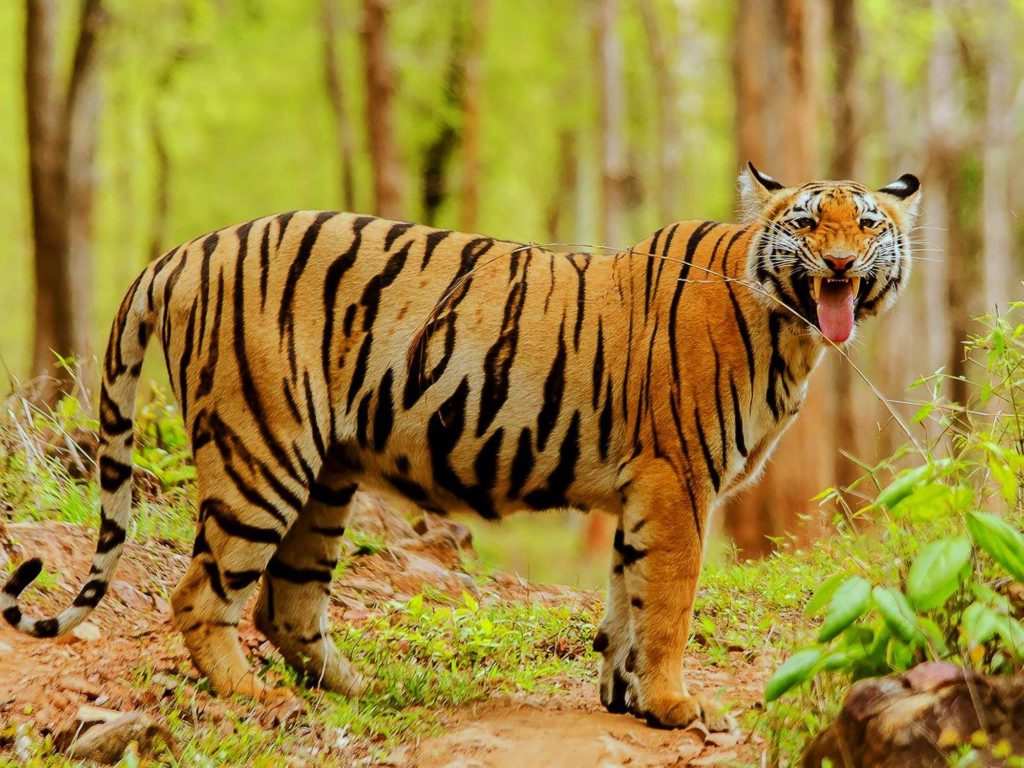 Tadoba National Park, Maharashtra