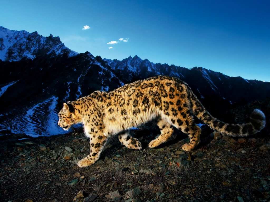 Hemis National Park, Ladakh