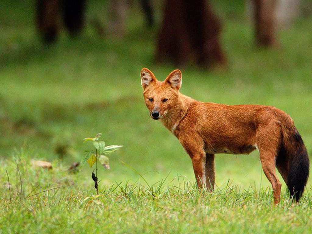 Satpura National Park, Madhya Pradesh 