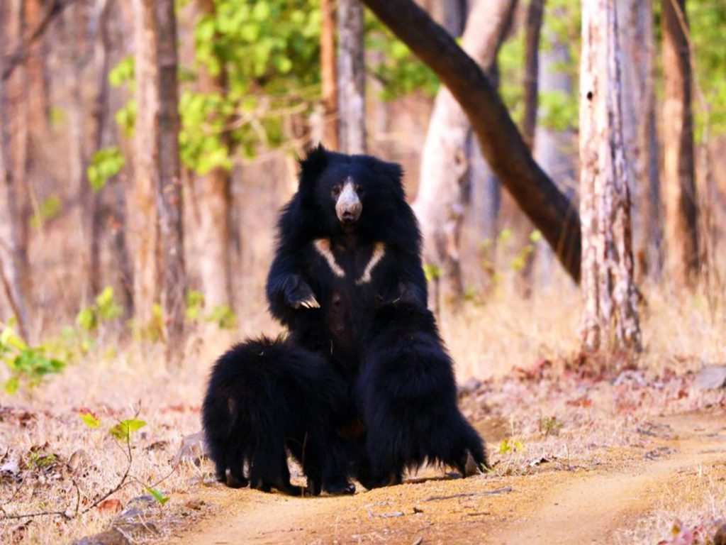 Rajaji National Park, Uttarakhand