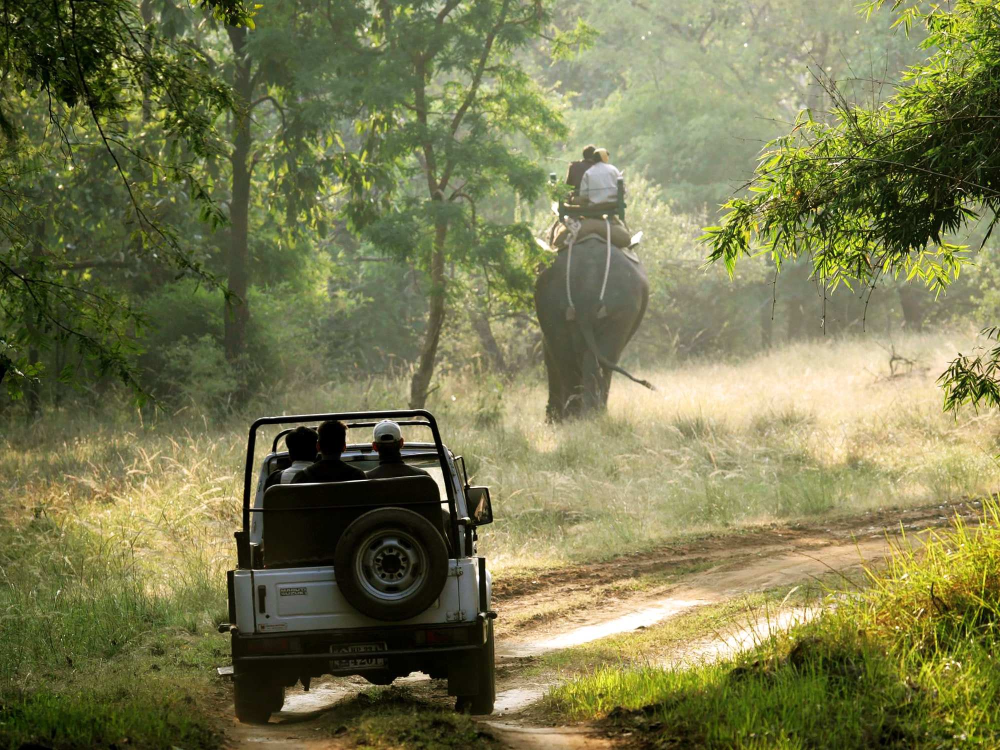 can you do safari in india