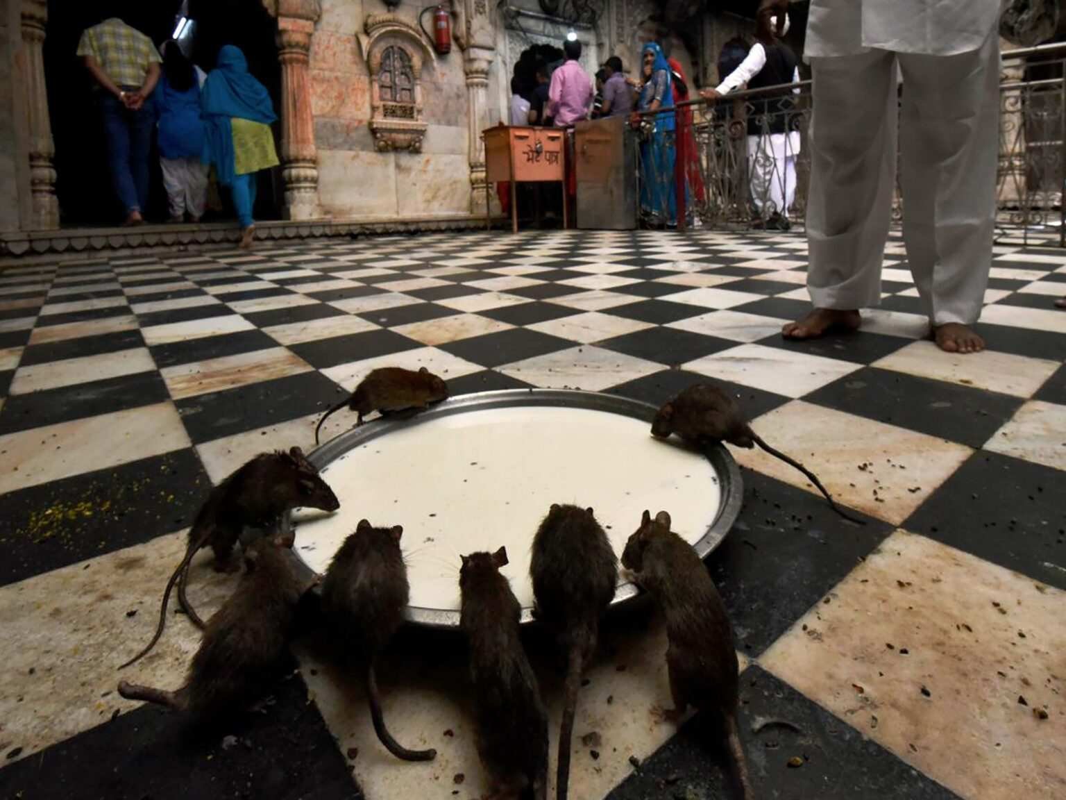 11-most-unusual-festivals-of-india-feature-articles-solitary-traveller