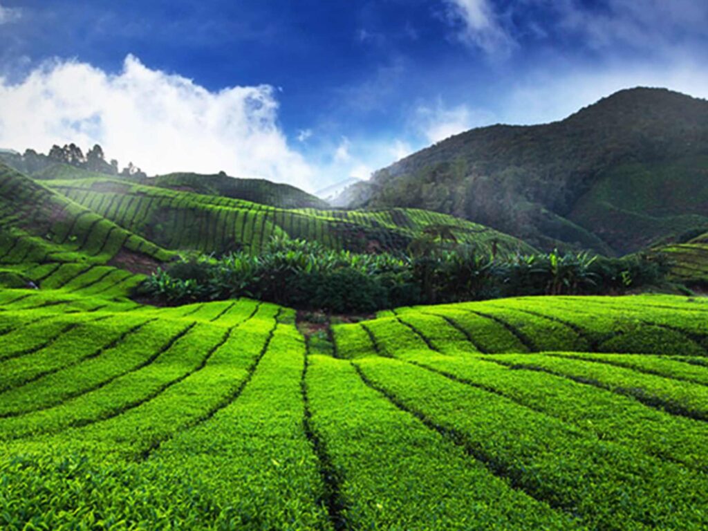 Munnar- Kerala