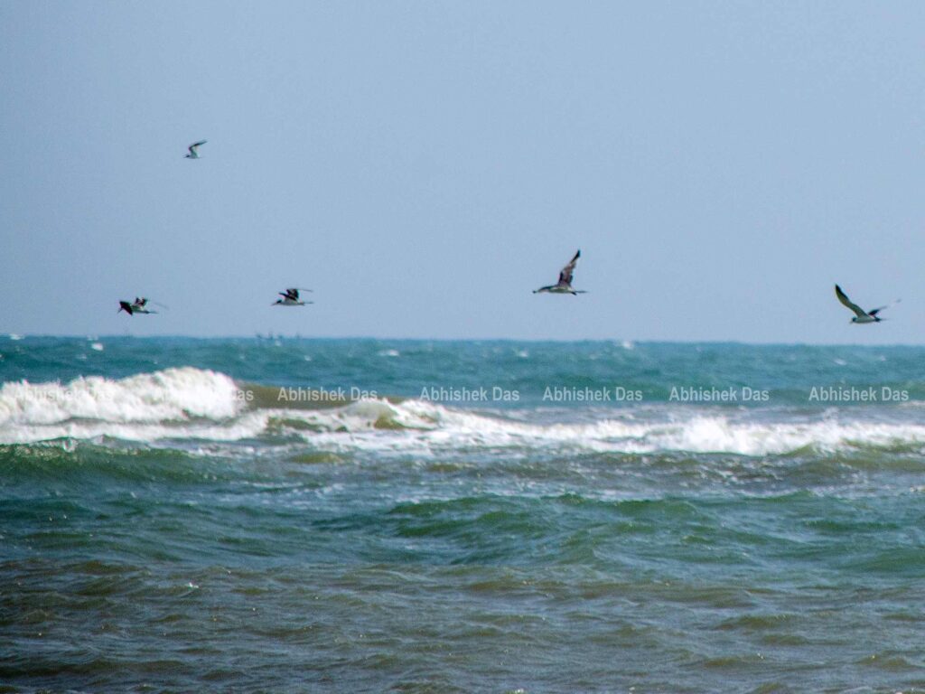hovering sea gulls