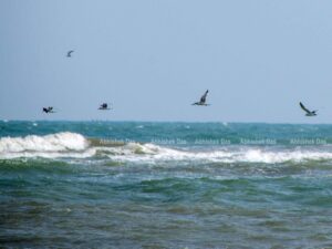 An ancient dockyard weaved with a historical fort and clean white beaches with seagulls hovering around