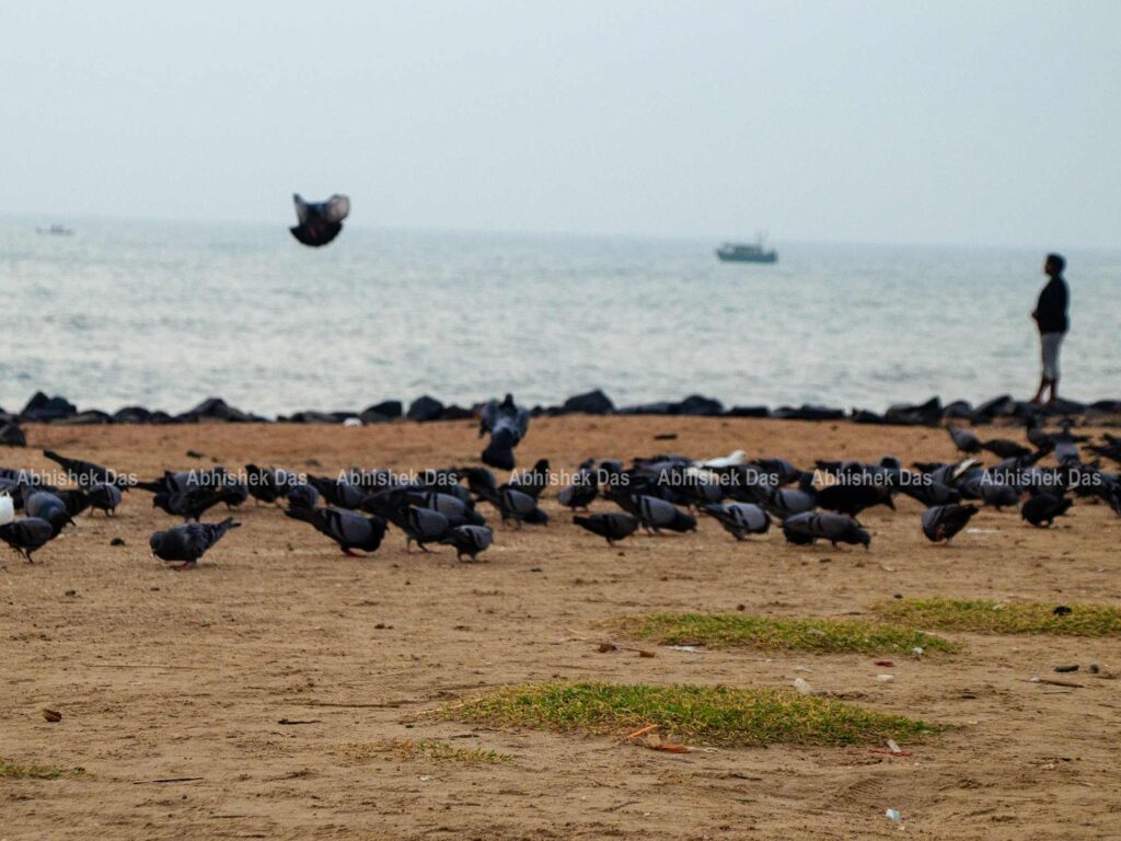 Pigeons at Pondicherry