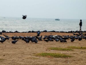 The people had already gathered around for morning walk and jogging with the flock of pigeons looking for their fodder