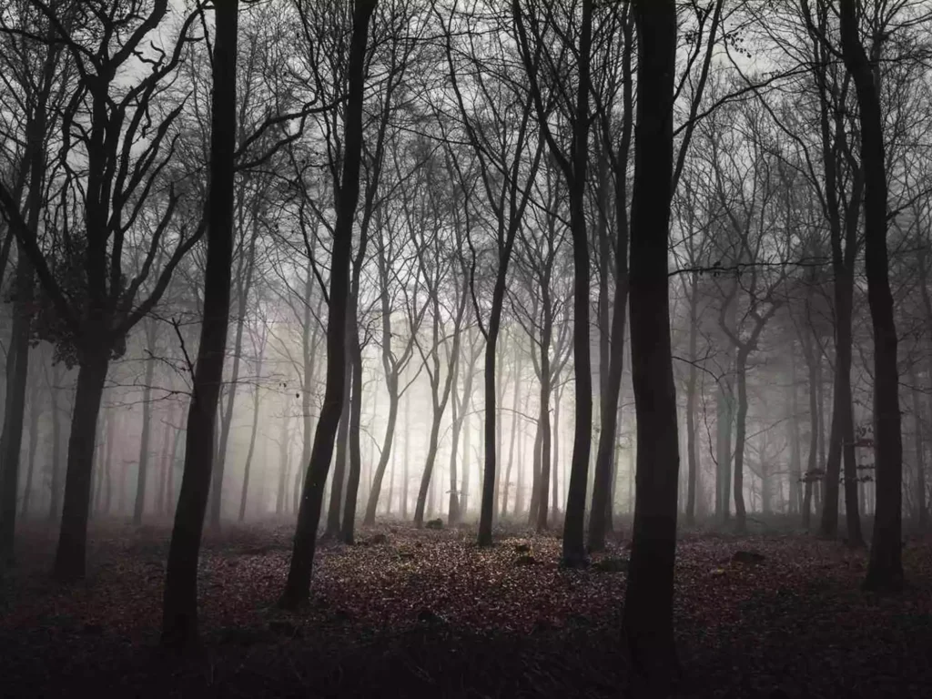 Dow Hill is a quaint hill station known for its misty forests and colonial charm
