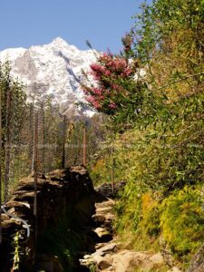 The route passes through the alley of the village crossing a few fenced apple orchards and finally through the forest.
