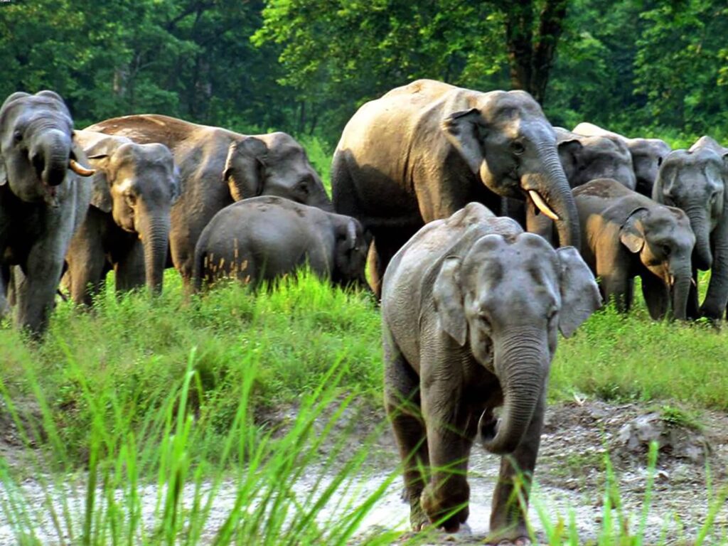 jungle tour in west bengal