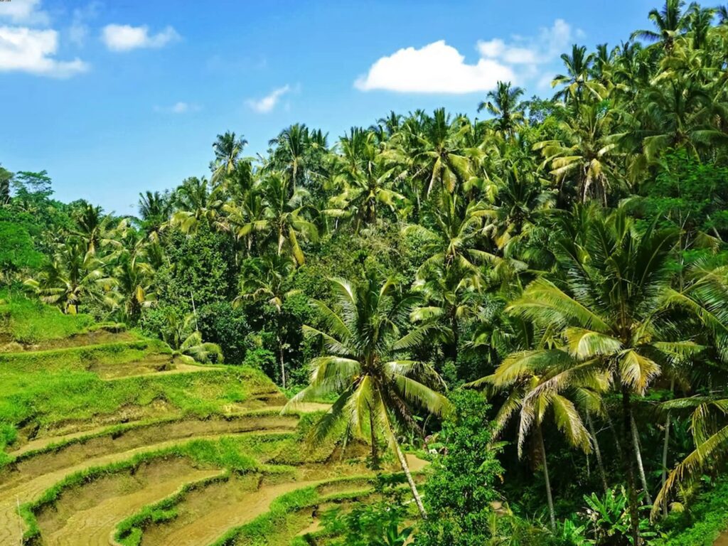 Tegallalang Rice Terraces