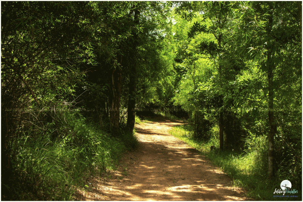 dense tropical forest with tea, coffee and spice plantations