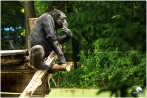 Mysore zoo is special-zoological garden supervises to create a natural habitat for the animals.