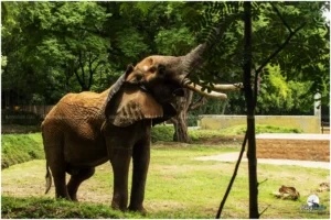 rescue and rehabilitation of wild animals and birds in Mysore Zoo