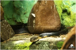 Sharing shelters with reptiles such as King Cobra, Python, crocodiles and even star-studded turtles.