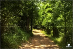 Venturing into Nagarahole is akin to stepping into a realm of diverse wildlife.
