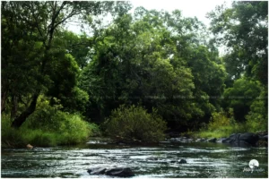 Engaging in a jungle safari or a guided wilderness trek is an excellent way to explore the park safely.