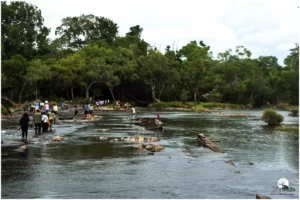 Dubare Elephant Camp, you will locate the serene atmosphere of the dense forests and the gentle lapping of the Cauvery River