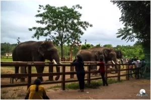 The region’s rich flora and fauna provide a breathtaking backdrop to the unique interactions that unfold at the Dubare camp.