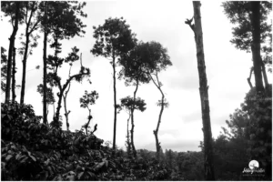 The aroma of freshly brewed coffee fills the air, enticing you to stop and savour a cup of the famous Coorg coffee.