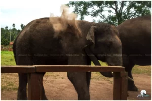 It is a chance to reconnect with nature, engage in meaningful cultural exchanges, and form unforgettable connections with these remarkable creatures.