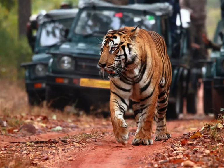 responsible wildlife tourism