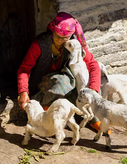 Himachal Pradesh local village scene near Shimla at Jhanglik Village