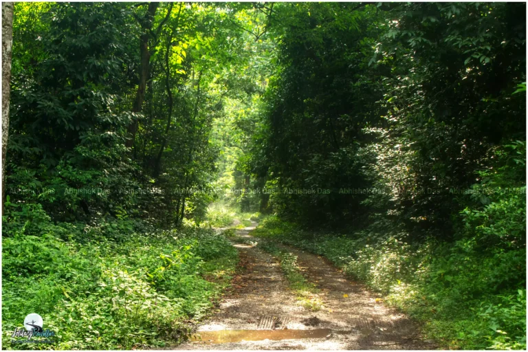 Our journey through Buxa Tiger Reserve remains vivid in my memory as an extraordinary and unparalleled experience