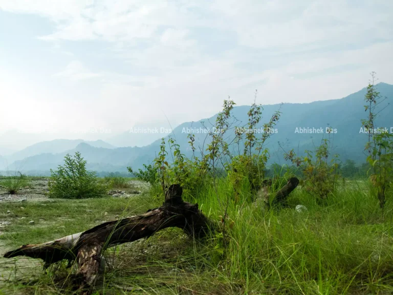 Solo Adventure to Buxa Tiger Reserve National Park
