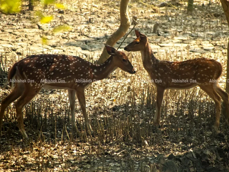 budget-friendly offbeat safari options in India