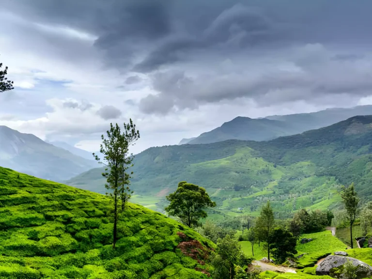 Here is the top 8 list of activities in Wayanad