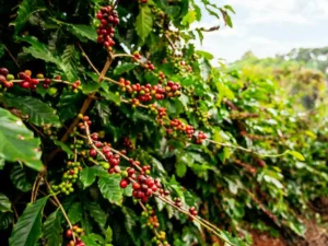 Coffee Destinations in India for Caffeine Lovers